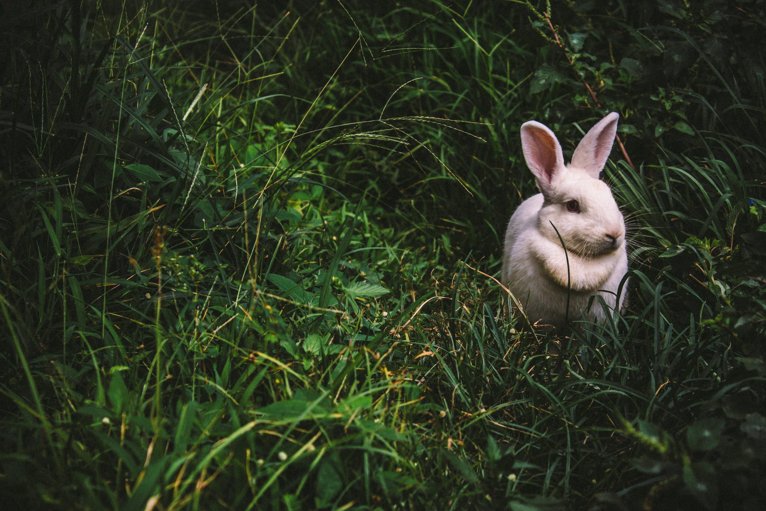 pexels-bunny-1845263